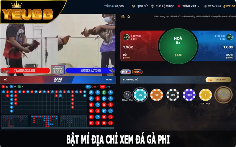 Bật mí địa chỉ xem đá gà Phi uy tín nhất hiện nay