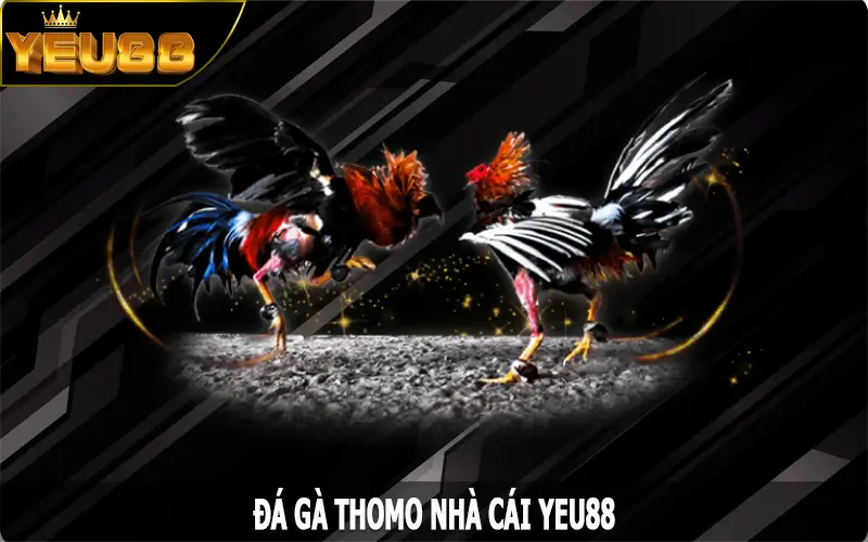Đá Gà Thomo – Khám Phá Đấu Trường Giải Trí Đỉnh Cao