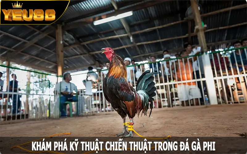 Khám phá kỹ thuật, chiến thuật trong đá gà Phi