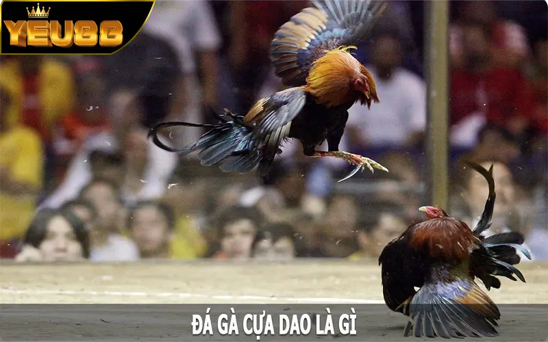 Đá gà cựa dao là gì?