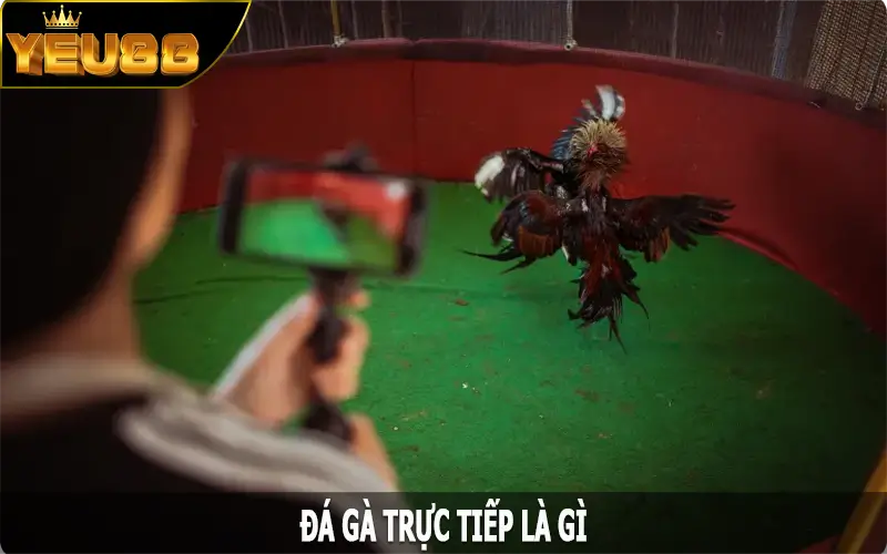 Đá gà trực tiếp là gì?
