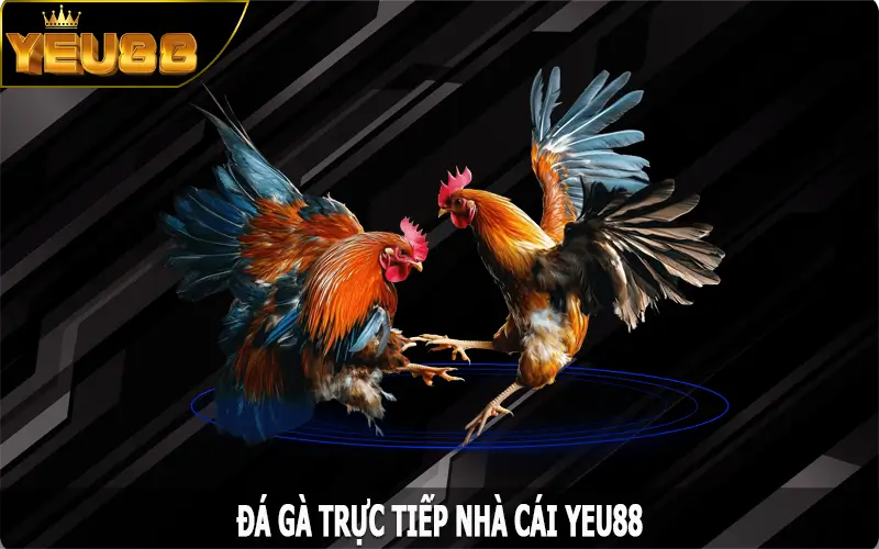Đá Gà Trực Tiếp - Siêu Phẩm Hấp Dẫn Không Thể Nào Bỏ Qua
