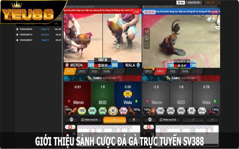 Giới thiệu sảnh cược đá gà trực tuyến SV388