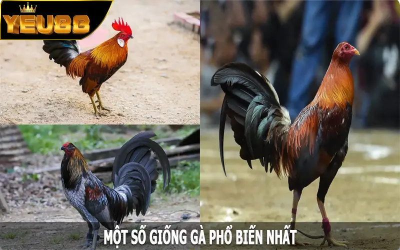 Một số giống gà phổ biến nhất trong đá gà cựa dao