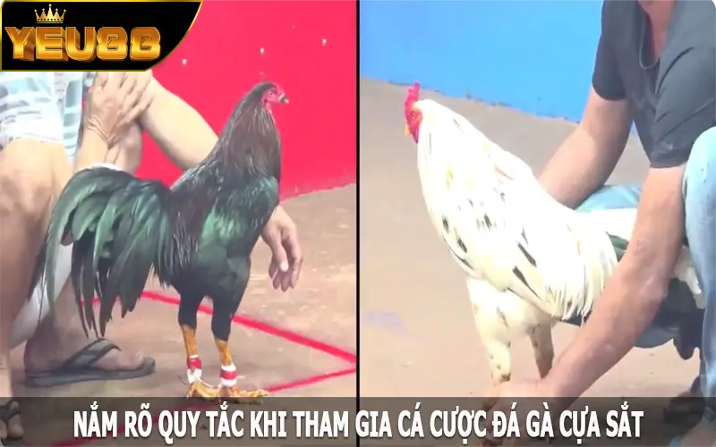 Nắm rõ quy tắc khi tham gia cá cược đá gà cựa sắt