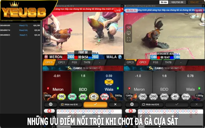 Những ưu điểm nổi trội khi chơi đá gà cựa sắt