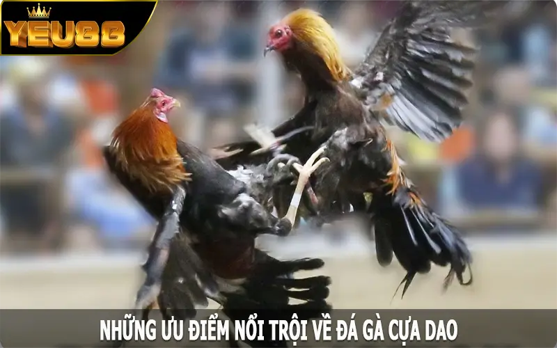 Những ưu điểm nổi trội về đá gà cựa dao Yeu88