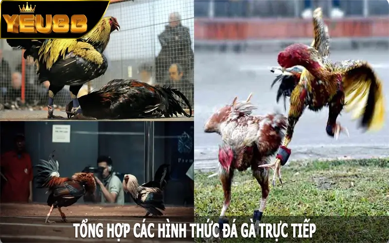 Tổng hợp các hình thức đá gà trực tiếp đỉnh cao tại Yeu88