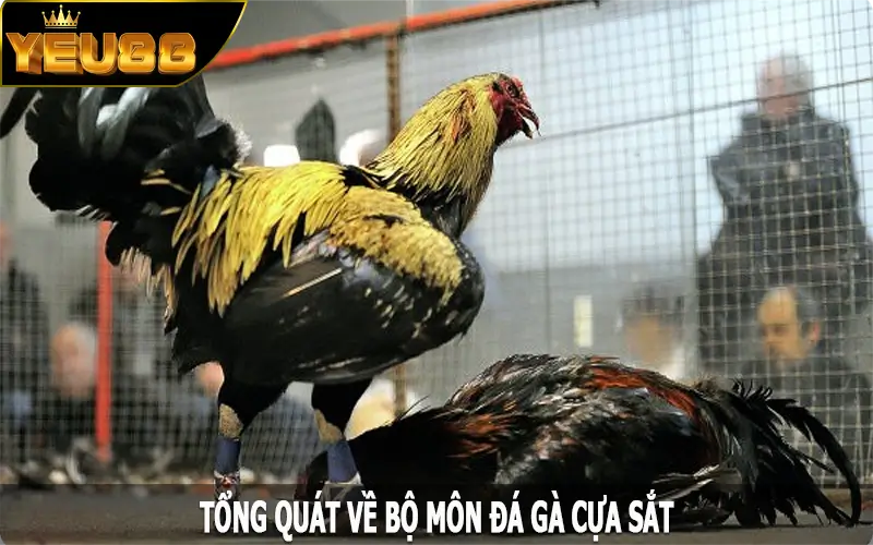Tổng quát về bộ môn đá gà cựa sắt